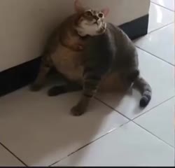 5095522830903.mp4