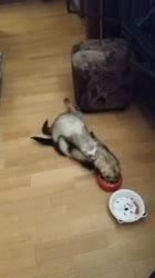 ssstwitter.com16915603318.mp4