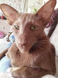 1681203794animals-pibig-info-p-kot-oriental-gruzin-zhivotnie-instagram-1.jpg