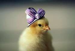 top-10-baby-chicks-in-hats-L-dW.jpg
