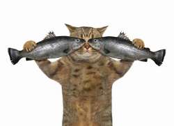cat-holding-two-fish.jpg