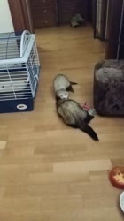 ssstwitter.com16915603318.mp4