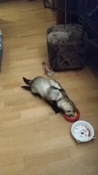 ssstwitter.com16915603318.mp4