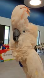 Хихихихи.mp4