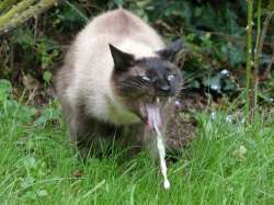 koshka-blyuet-beloi-rvotoi-na-travu.jpg
