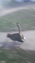 16979004333320.mp4