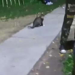 16966879334360.mp4