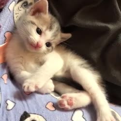 хай.webm
