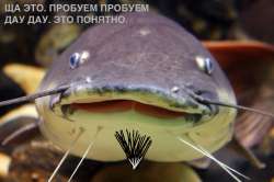 сом.jpg