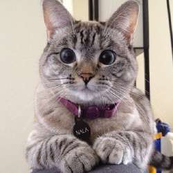Most-Famous-Felines-024-420x420.jpg