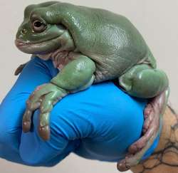 fatfrog.jpg