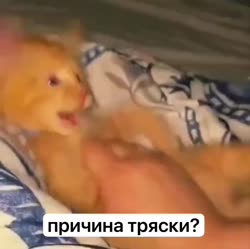 VID20240216183924502.mp4