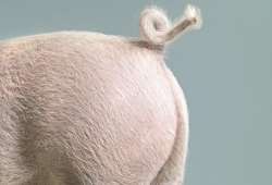 docking-piglets-tails-2-3749772607.jpeg