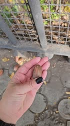98407984499.mp4