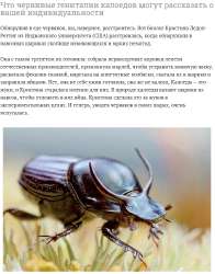 говноед.png