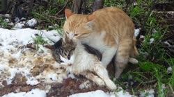 A dead female cat and another male fellow trying to mate with her..mp4