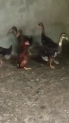 1702498638507.mp4