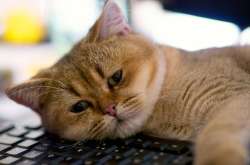sad-cat-10.jpg
