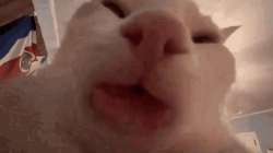 videoframe1535.png