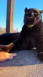 Catch the paw 😸.mp4