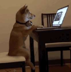 dog.gif