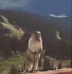 17098879949850.mp4