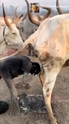 VID25070430183247383.mp4