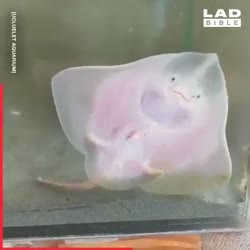 1651328557677.mp4