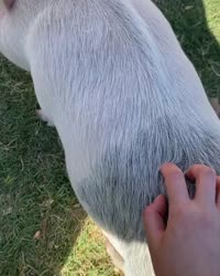 1567080124026.mp4