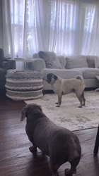 1590846664056.mp4