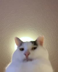 17105142616900.mp4