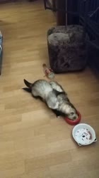 Хорьки ебутся.mp4