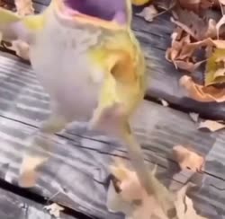 16979118727460.mp4