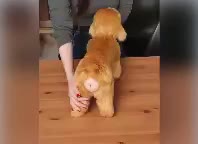 17111797665500.mp4