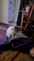 1710879012871.mp4