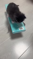 17111641859940.mp4