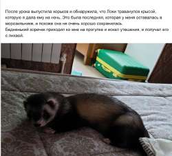 яна локи траванулся.png