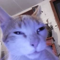 video.mp4