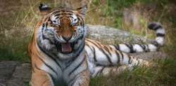 tiger-laugh-public-domain-unsplash-einar-storsul-jR9MJYMskv4-unsplash.jpg