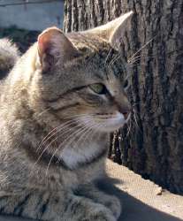 кот.jpg