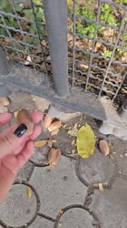 98407984499.mp4