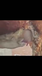 8587362.webm