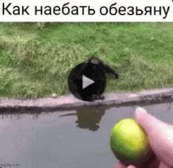 как-наебать-обезьяну-наебать.gif
