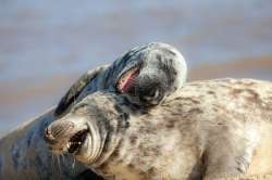 Sea lions-laughing93968953-5bf9.jpg