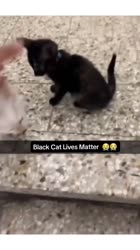 cat.mp4