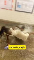 17276084381680.mp4