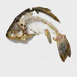 bones-crucian-carp-cut-out-on-white99432-4655.webp