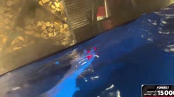 20241230UninterestedAliveElkYee-f3EH8DJ9yw6laD0Wsource (1).mp4