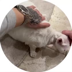 video.mp4