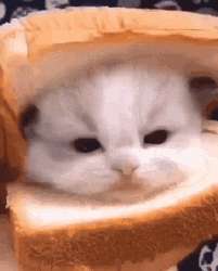 cat-bread.gif